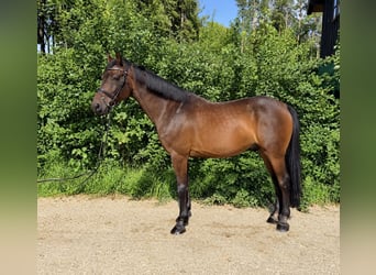 KWPN, Wallach, 8 Jahre, 170 cm, Brauner