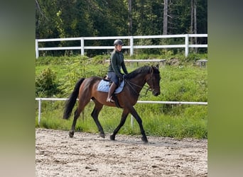KWPN, Wallach, 8 Jahre, 170 cm, Brauner