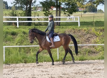 KWPN, Wallach, 8 Jahre, 170 cm, Brauner