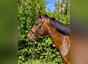 KWPN, Wallach, 8 Jahre, 170 cm, Brauner