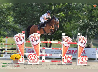 KWPN, Wallach, 8 Jahre, 170 cm, Brauner
