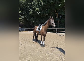 KWPN, Wallach, 8 Jahre, 170 cm, Dunkelbrauner