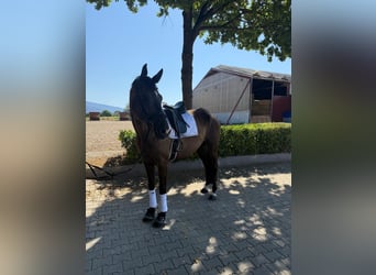 KWPN, Wallach, 8 Jahre, 170 cm, Dunkelbrauner