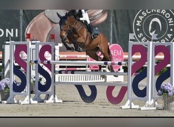 KWPN, Wallach, 8 Jahre, 170 cm, Dunkelbrauner