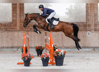 KWPN, Wallach, 8 Jahre, 170 cm, Dunkelbrauner