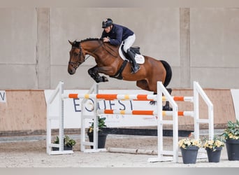 KWPN, Wallach, 8 Jahre, 170 cm, Dunkelbrauner
