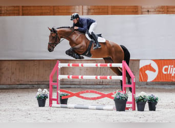 KWPN, Wallach, 8 Jahre, 170 cm, Dunkelbrauner