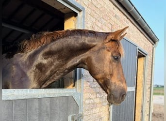 KWPN, Wallach, 8 Jahre, 170 cm, Dunkelfuchs