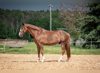 KWPN, Wallach, 8 Jahre, 170 cm, Dunkelfuchs