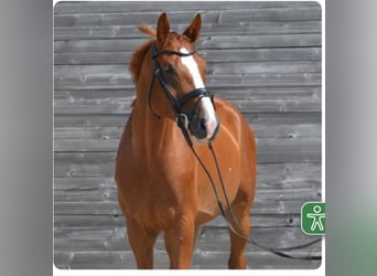 KWPN, Wallach, 8 Jahre, 170 cm, Fuchs