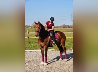 KWPN, Wallach, 8 Jahre, 170 cm, Fuchs