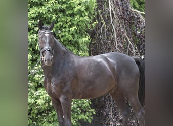 KWPN, Wallach, 8 Jahre, 170 cm, Rappe