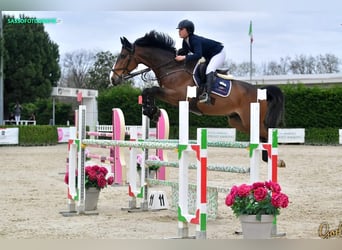 KWPN, Wallach, 8 Jahre, 170 cm, Rotbrauner