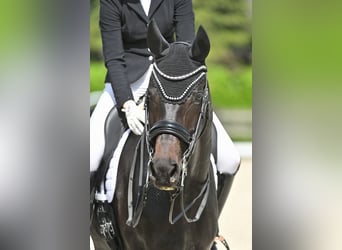 KWPN, Wallach, 8 Jahre, 171 cm, Dunkelbrauner