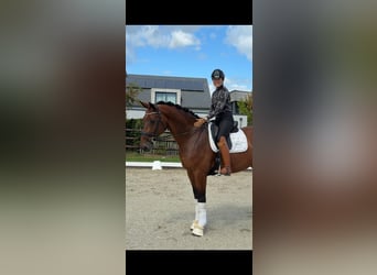 KWPN, Wallach, 8 Jahre, 172 cm, Brauner