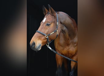 KWPN, Wallach, 8 Jahre, 172 cm, Brauner
