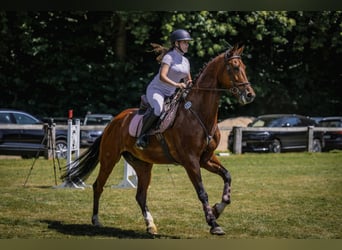 KWPN, Wallach, 8 Jahre, 172 cm, Brauner