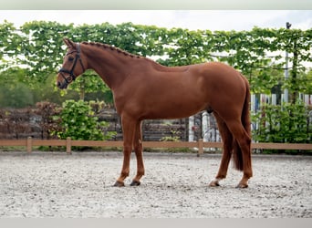 KWPN, Wallach, 8 Jahre, 172 cm, Fuchs