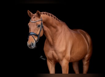 KWPN, Wallach, 8 Jahre, 172 cm, Fuchs