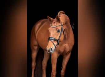 KWPN, Wallach, 8 Jahre, 172 cm, Fuchs