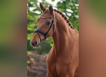 KWPN, Wallach, 8 Jahre, 172 cm, Fuchs