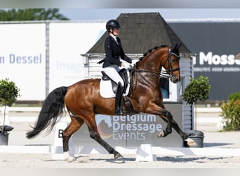 KWPN, Wallach, 8 Jahre, 172 cm, Rotbrauner