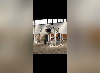 KWPN, Wallach, 8 Jahre, 172 cm, Schimmel