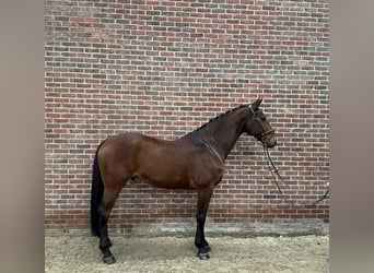 KWPN, Wallach, 8 Jahre, 172 cm