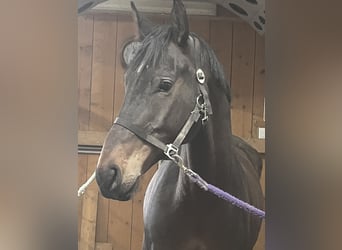 KWPN, Wallach, 8 Jahre, 173 cm, Dunkelbrauner