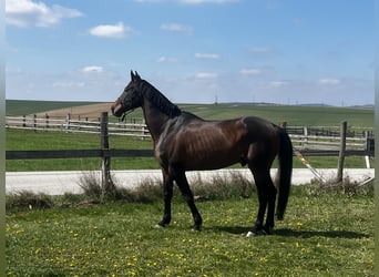 KWPN, Wallach, 8 Jahre, 173 cm, Dunkelbrauner