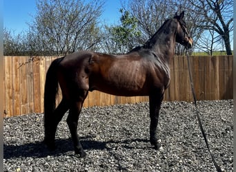 KWPN, Wallach, 8 Jahre, 173 cm, Dunkelbrauner