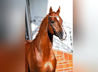 KWPN, Wallach, 8 Jahre, 173 cm, Dunkelfuchs