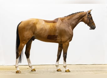 KWPN, Wallach, 8 Jahre, 174 cm, Brauner