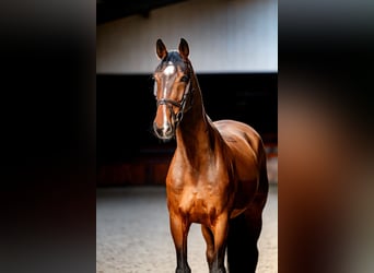 KWPN, Wallach, 8 Jahre, 174 cm, Rotbrauner