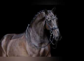 KWPN, Wallach, 8 Jahre, 174 cm, Schwarzbrauner