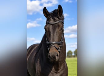 KWPN, Wallach, 8 Jahre, 175 cm, Brauner