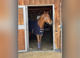 KWPN, Wallach, 8 Jahre, 175 cm, Fuchs