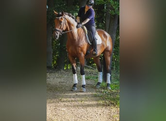 KWPN, Wallach, 8 Jahre, 176 cm, Brauner