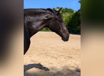 KWPN, Wallach, 8 Jahre, 176 cm, Brauner