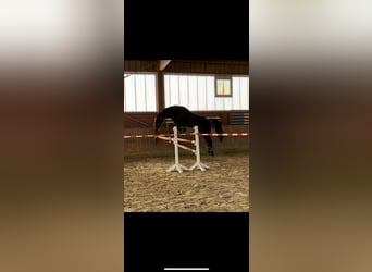 KWPN, Wallach, 8 Jahre, 178 cm, Brauner