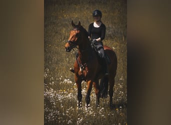 KWPN, Wallach, 8 Jahre, 178 cm, Brauner