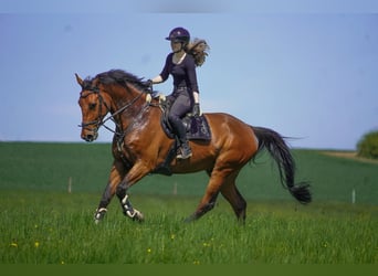 KWPN, Wallach, 8 Jahre, 178 cm, Brauner
