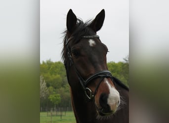 KWPN, Wallach, 8 Jahre, 178 cm, Dunkelbrauner