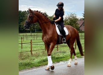 KWPN, Wallach, 8 Jahre, 178 cm, Fuchs