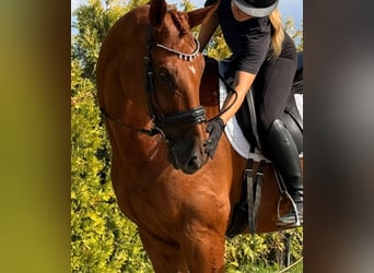 KWPN, Wallach, 8 Jahre, 178 cm, Fuchs