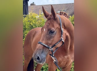 KWPN, Wallach, 8 Jahre, 178 cm, Fuchs