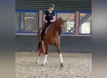 KWPN, Wallach, 8 Jahre, 178 cm, Fuchs