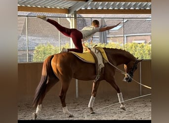 KWPN, Wallach, 8 Jahre, 178 cm, Fuchs