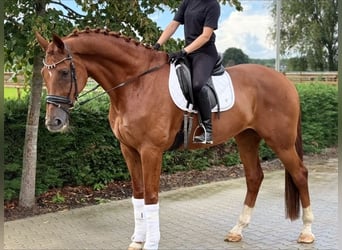 KWPN, Wallach, 8 Jahre, 178 cm, Fuchs