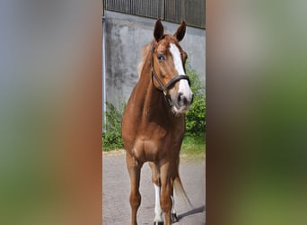 KWPN Mix, Wallach, 8 Jahre, 178 cm, Fuchs